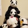 13pandas